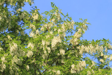 Robinienblüten