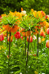 Spring flowers