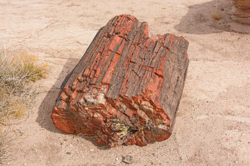 Petrified Log in the Desert