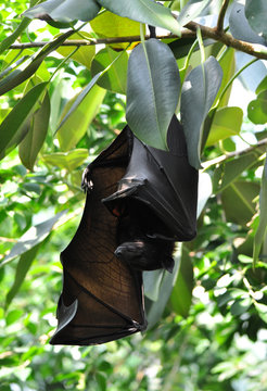 Big black bats on a tree