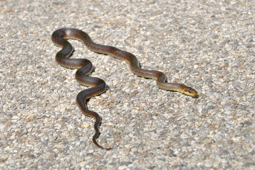 Aesculapian snake on a street