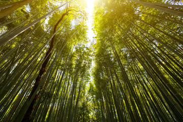 The flourish bamboo forest with glorious morning sunshine