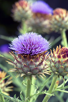 A beautiful flower of a wild artichoke growing along a footpath