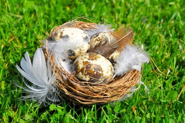 Gniazdo, jajko, pióro, trawa