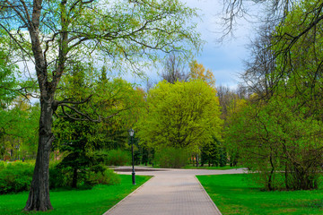 Fototapeta na wymiar blank green spring park in Novgorod