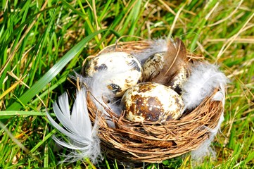 Gniazdo, jajko, pióro, trawa