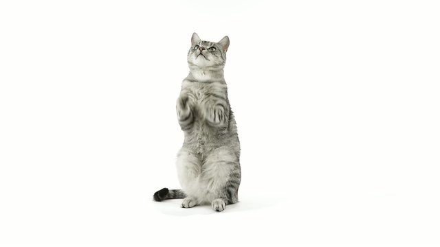 Cat clapping paws, asking for more