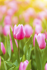 Tulips field under sunlight