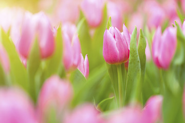 Fototapeta premium Tulips field under sunlight
