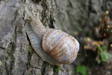 Weinbergschnecke
