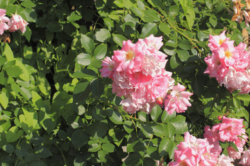 Kletterrose (Rosa filipes)