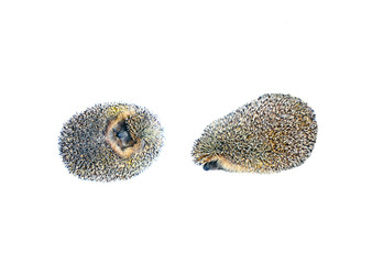 Two forest wild hedgehogs isolated