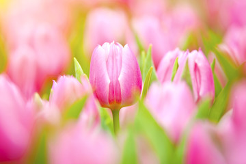 Obraz na płótnie Canvas Tulips under sunlight in spring time