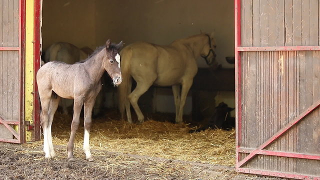 stable with Lipizzaner foal and horse