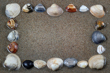 sea shells with sand as background