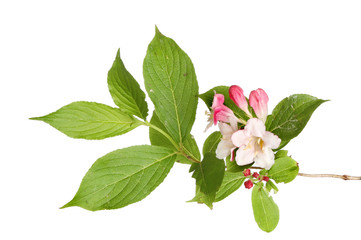 Weigela