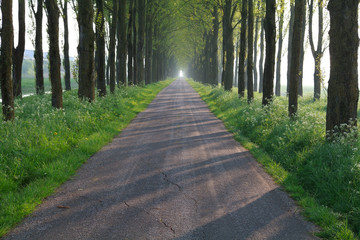 Fototapeta premium bike road in tree row tunnel