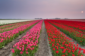 beautiful sunset over colorful tulip fields