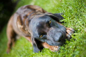 Lying bavarian mountain hound
