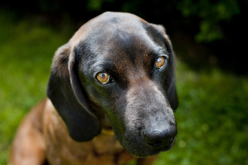 Bavarian mountain hound