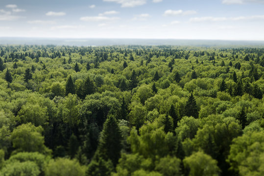Fototapeta flight over forest