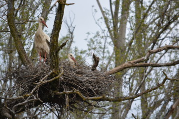 dos cigüeñas en un nido de ramas encima de un arbol
