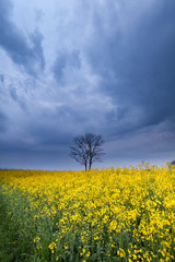 stormy sky over yellow rapeseed flower field