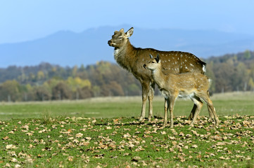 Spotted deer