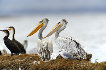 Pelican