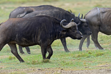 Obraz premium Buffalo