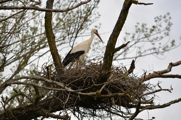 cig&uuml;e&ntilde;a en un nido de ramas encima de un arbol