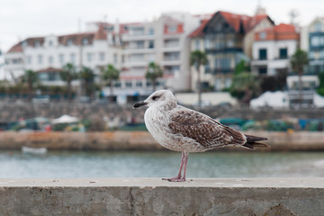 Seagull perched on port