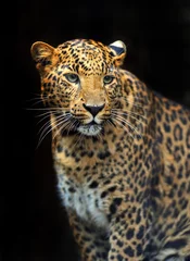 Gardinen Porträt des Leoparden in seinem natürlichen Lebensraum © kyslynskyy