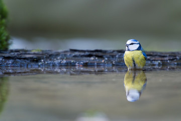 Fototapeta premium Eurasian Blue Tit
