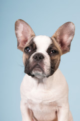 French bulldog puppy