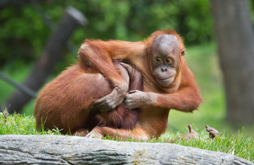 spielende Orang Utans