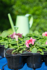 Petunias for the garden