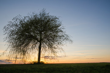 Obraz premium Lone tree at sunset