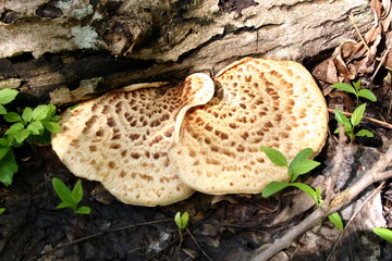 Грибы, растущие на древесине