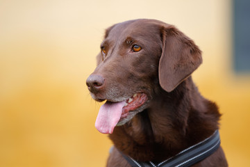 Brown labrador retriever