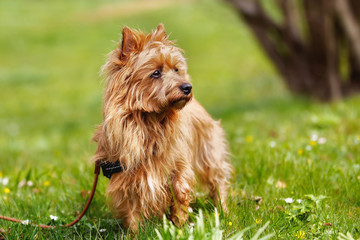 Australian Terrier