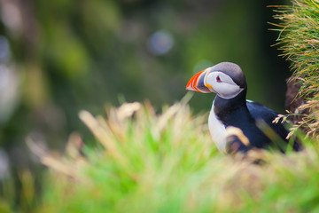 Atlantic Puffin on Latrabjarg Cape, Vestfirdir, Iceland.