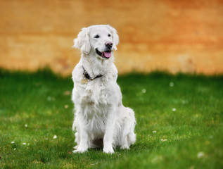 White golden retriever