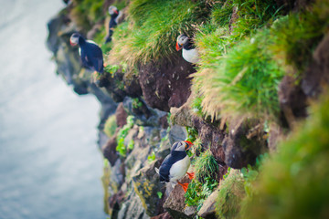 Atlantic Puffin on Latrabjarg Cape, Vestfirdir, Iceland.