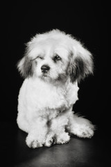 Purebred Havanese dog