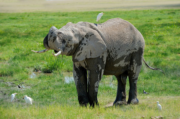 Obraz premium Elephant