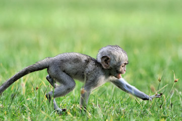 Vervet monkey