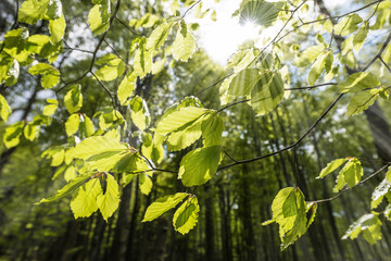 spring forest - fresh leaves and sun rays