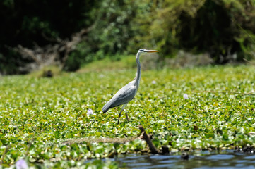 Heron