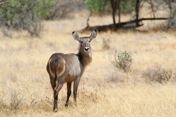 Waterbuck
